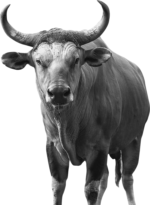 bull